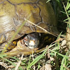 Three-toed box turtle