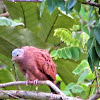 Ruddy Ground Dove