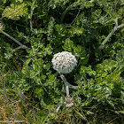 Sea Carrot