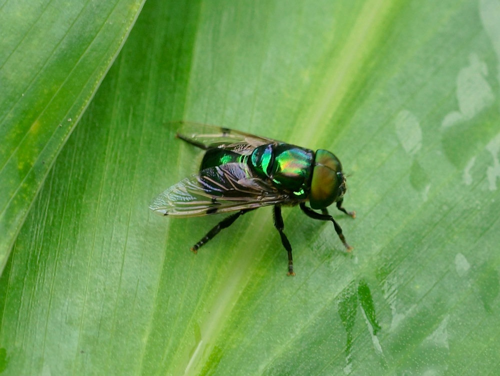 Hoverfly