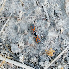 Small milkweed bug