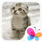 Cover Image of Unduh Cute Cat Wallpaper HD 1.3.8 APK