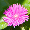 Heartleaf iceplant (καρδιόφυλλο μπούζι)