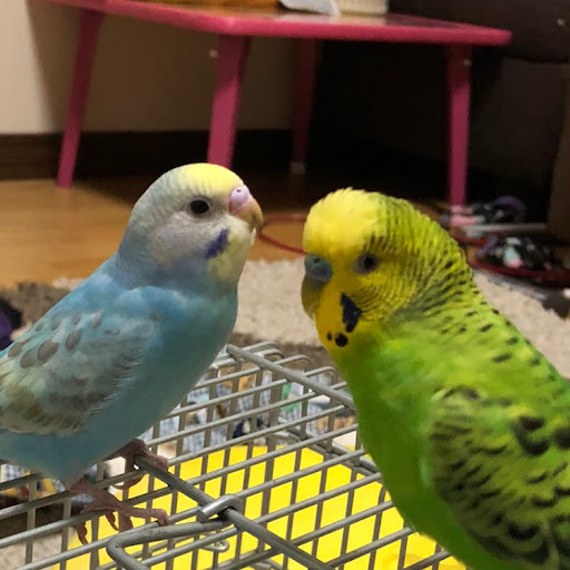 jumboのプロフィール画像
