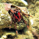 Hermit crab. Cangrejo ermitaño