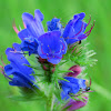 Viper's Bugloss