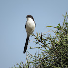 Long-tailed Fiscal