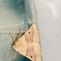 Scalloped oak