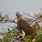 Grey-headed Fish-eagle