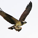 Osprey