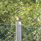 Booted Warbler