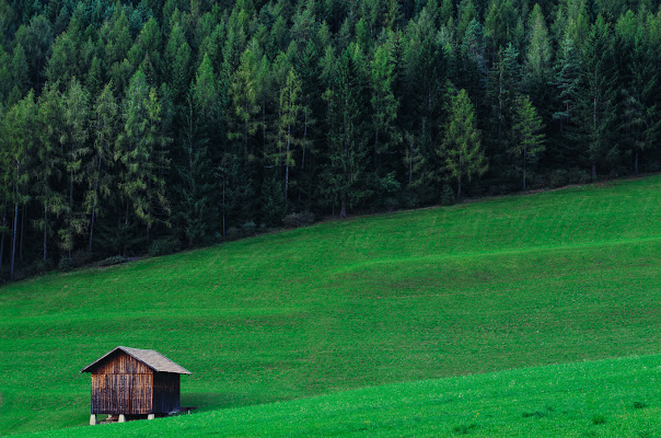 Silence is green di AliceB