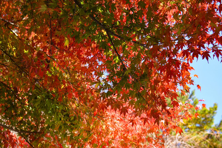 izumoさんが投稿した11月もよろしくお願いします・エヴリィ・茶臼山高原・紅葉・写活の秋に関するカスタム事例の投稿画像8枚目