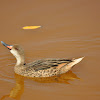 White-cheeked Pintail Duck