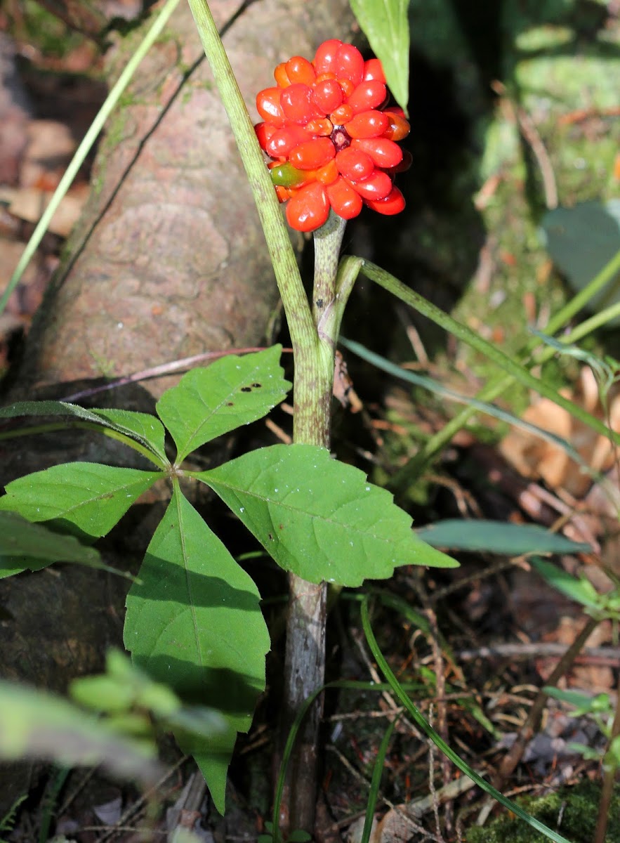 Jack-in-the-Pulpit fruit