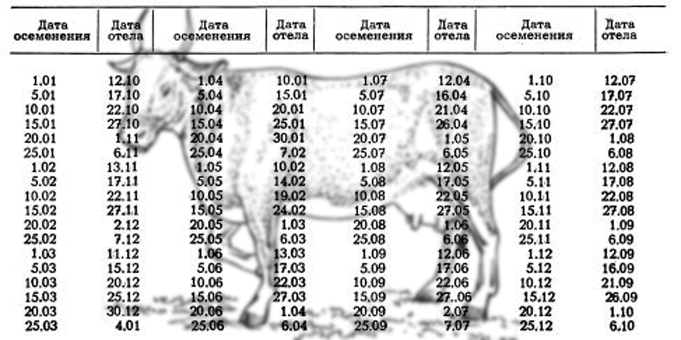 беременность у коровы продолжительность