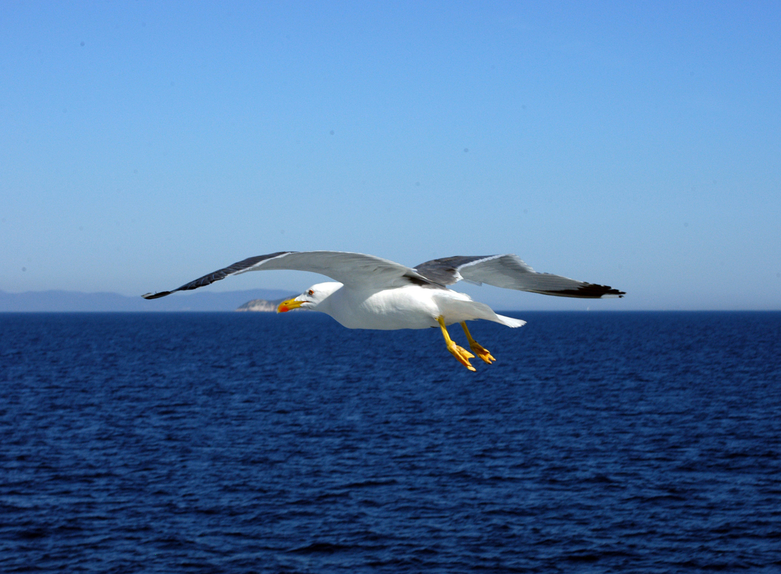 Gabbiano in volo di marco cerrai