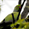 Rose-ringed parakeet