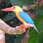 Stork-Billed Kingfisher