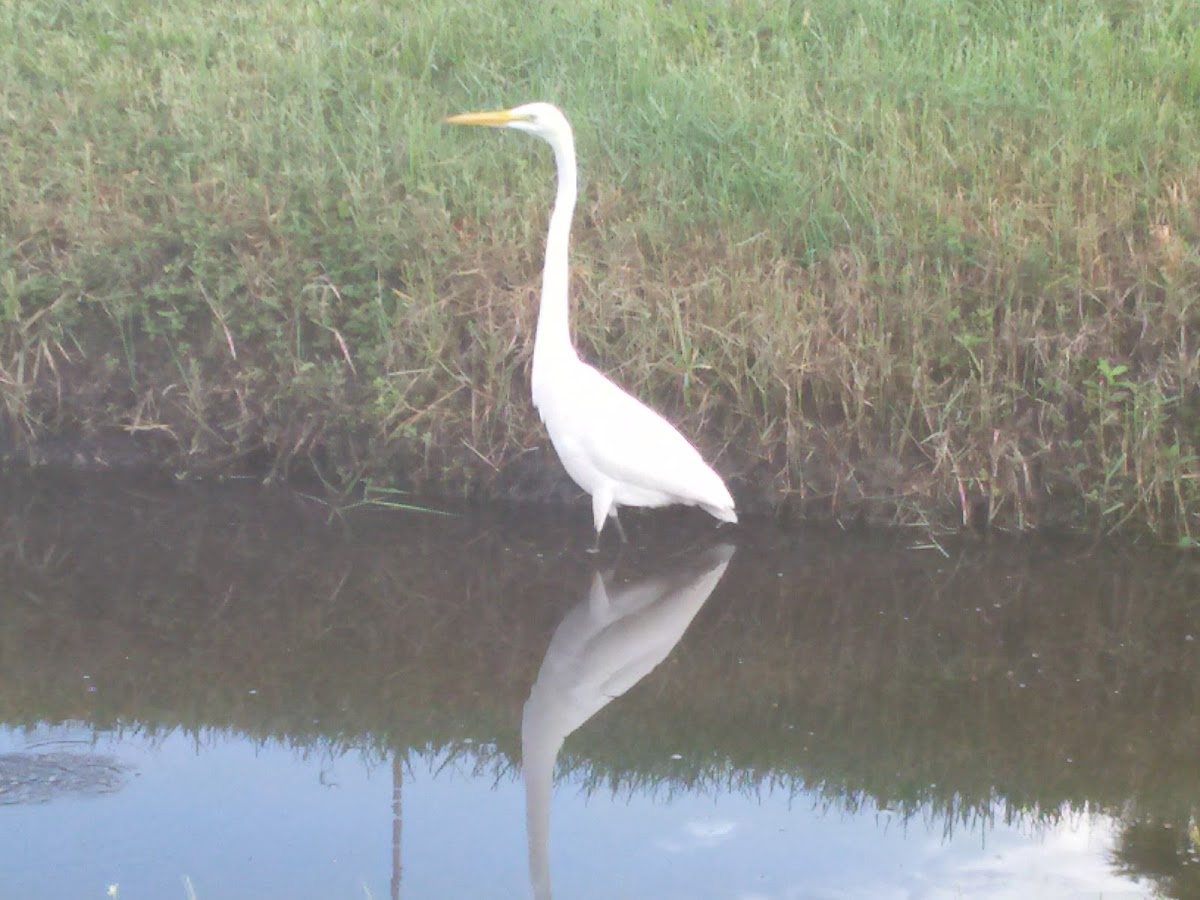 Great Egret