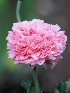 Pink Flower Wallpaper HD(圖2)-速報App