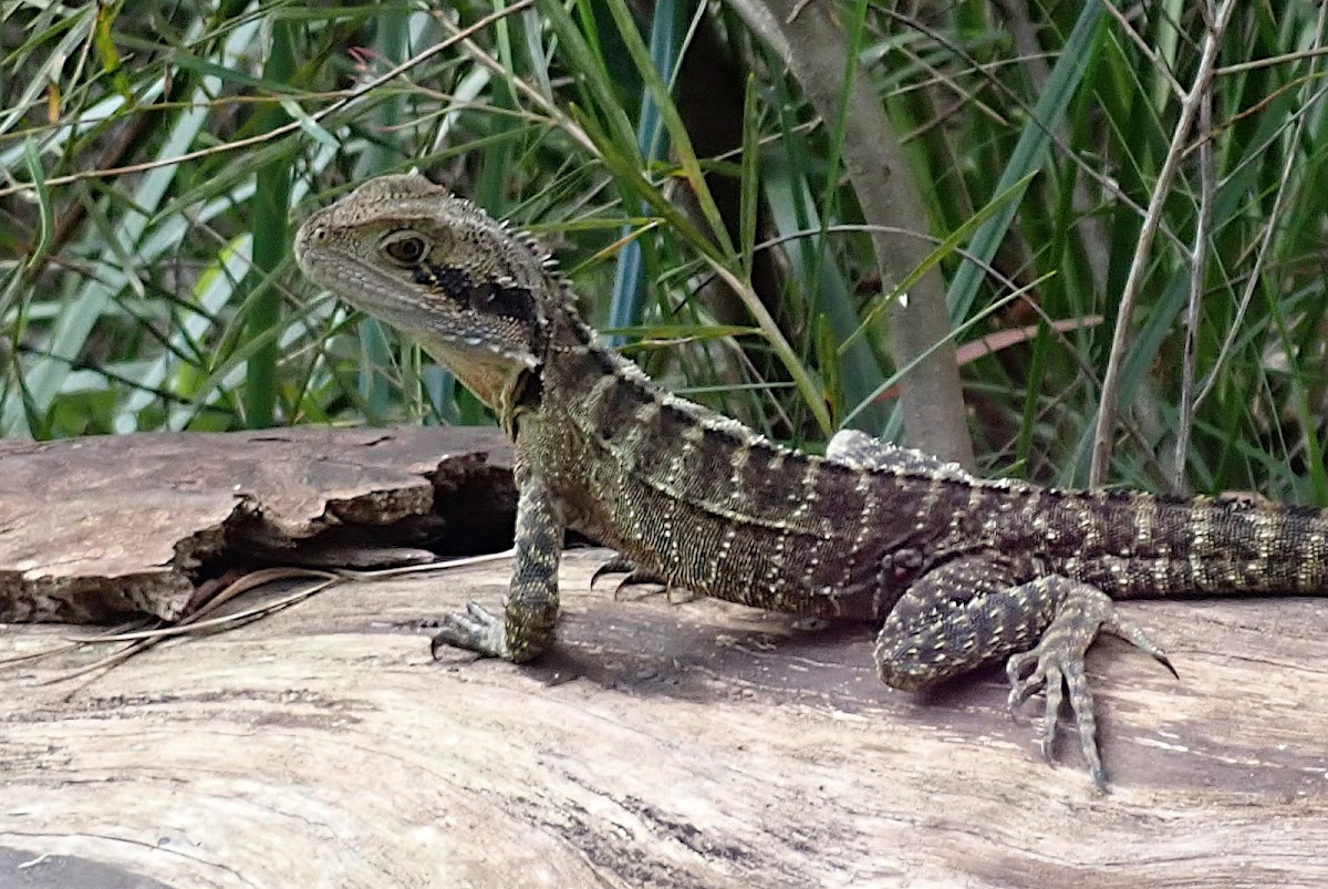 Eastern water dragon