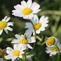 Anthemis chia