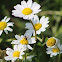 Anthemis chia