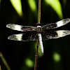 Widow Skimmer dragonfly