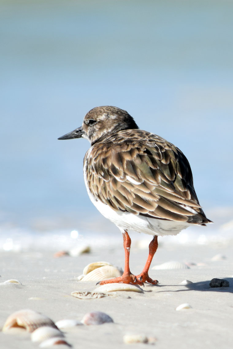 Ruddy Turnstone