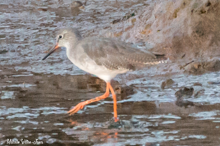 Redshank; Archibebe Común