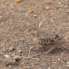 Kenya rufous sparrow