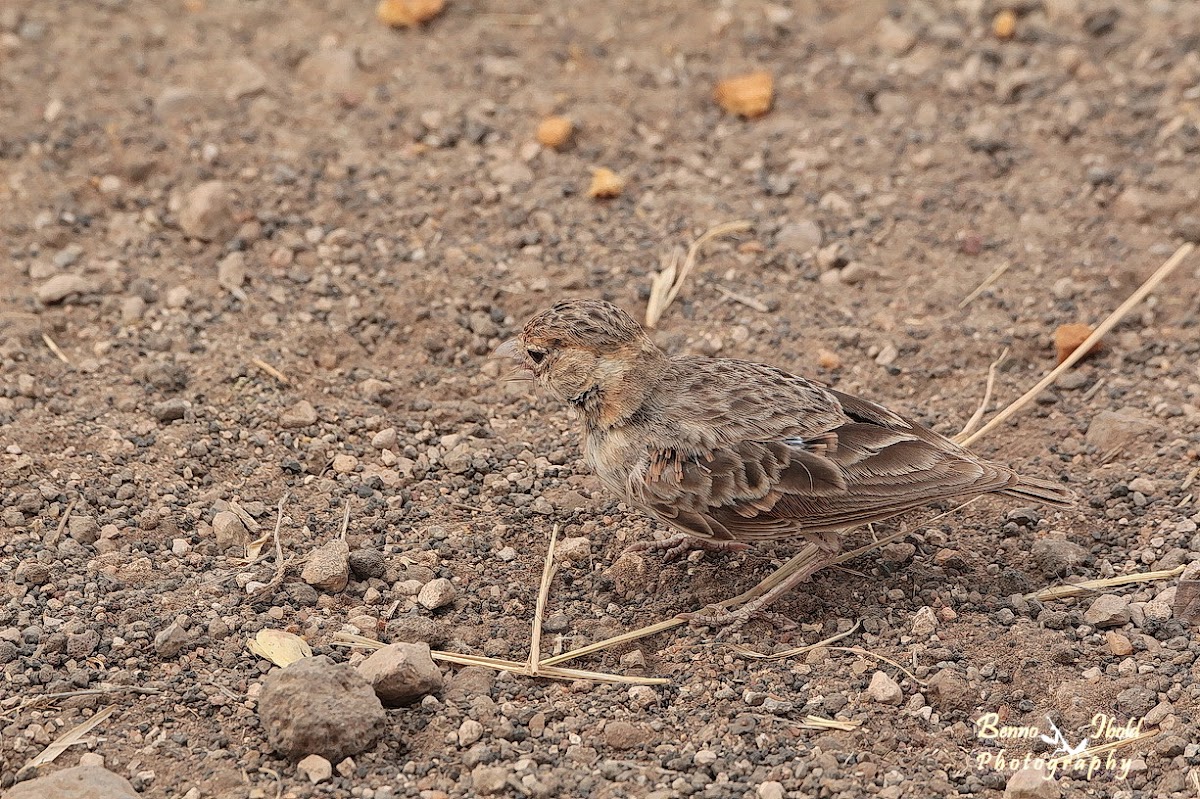 Kenya rufous sparrow