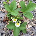 Wild strawberry