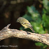 Ruby-crowned Kinglet