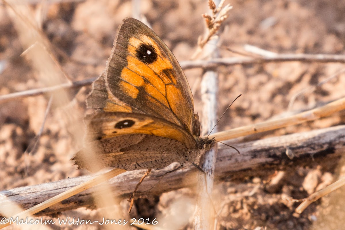 Southern Gatekeeper