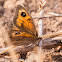 Southern Gatekeeper