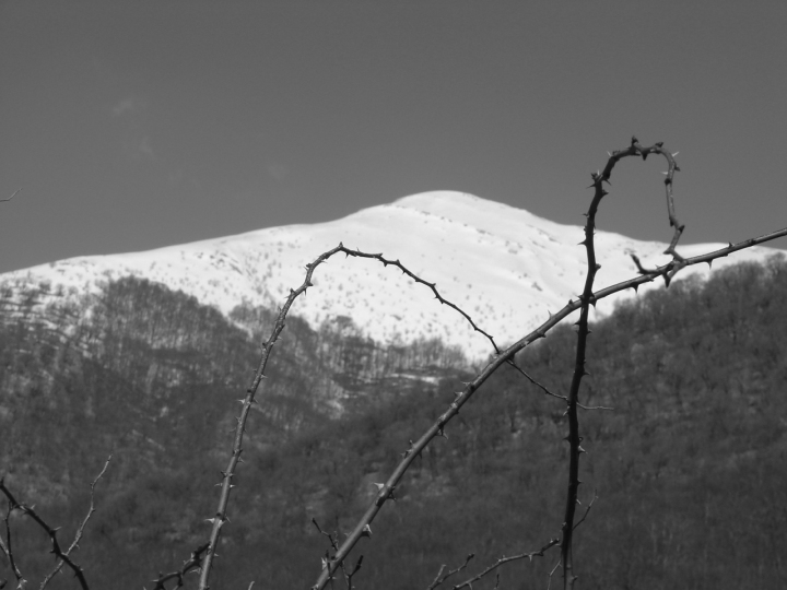 Il dolore del freddo di pulli