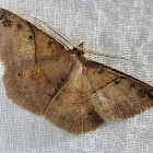 Ber Geometer Male