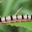 Yellow, black and orange caterpillar