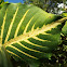 Bat's Wing Coral Tree