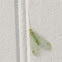 Green Lacewing