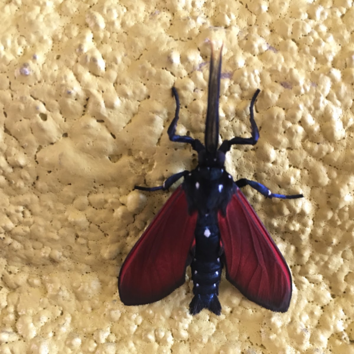 Spotted Oleander Caterpillar Moth