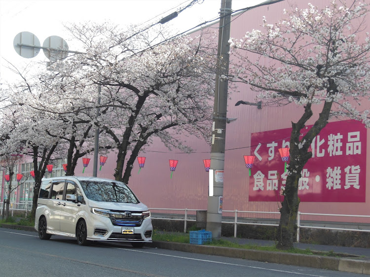 ステップワゴンスパーダの桜とコラボ・桜通り・ステップワゴン・サクラと愛車・大阪に関するカスタム事例の投稿画像4枚目