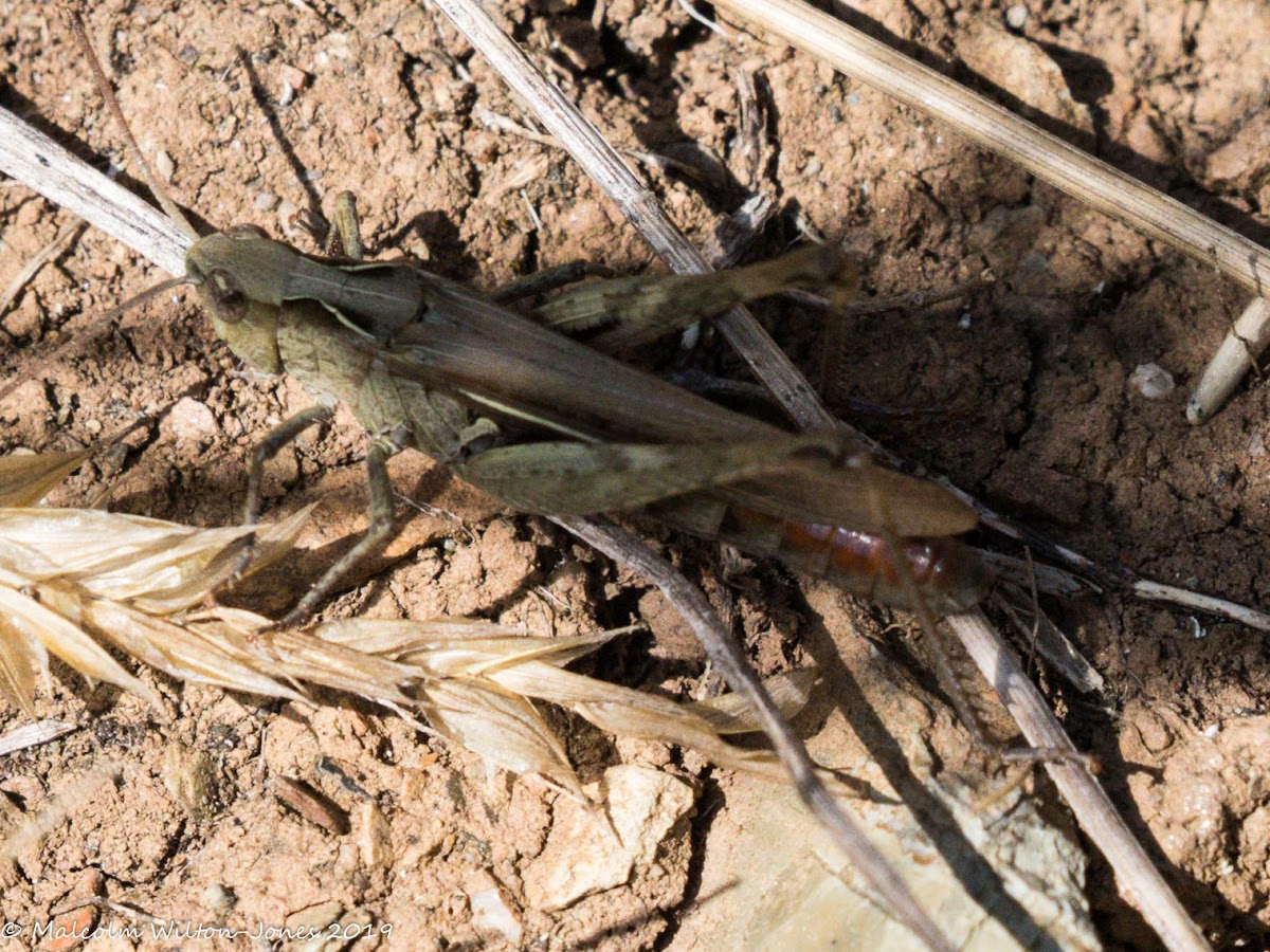 Common Field Grasshopper