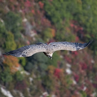 Grifone sul canyon di 