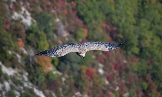 Grifone sul canyon di gigidueelle