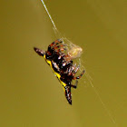 Hasselt's spiny spider