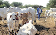 April 04,2017. Biki Kgwakgwa herds cattle at Klakfontein farm over which six members of the  Bahurutshe   boo   Sebogodi   clan  are being taken to court. Their communal property association has leased the farm out. Pic. Tiro Ramatlhatse. © Sowetan.