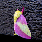 Rosy Maple Moth